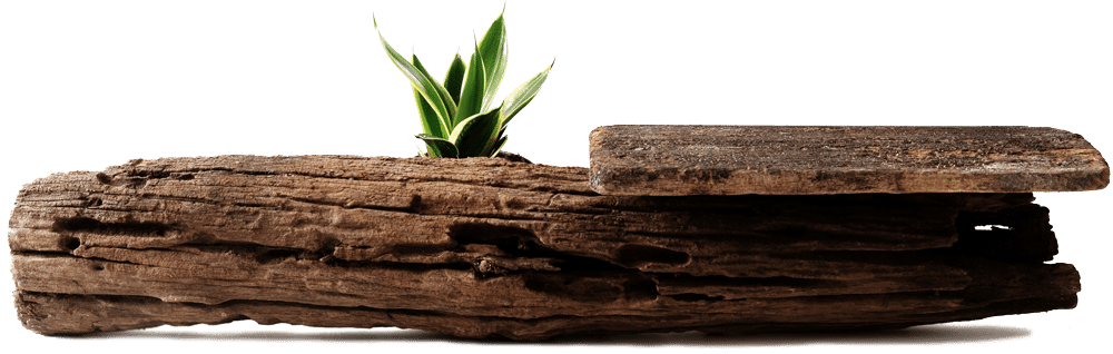 Shed-Wood | Le Cabanon